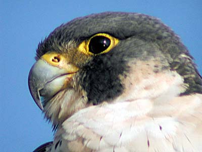 Are falcons forcing displacement in Uptown, or are critics pigeons in their own right?