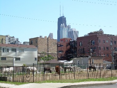 city site zoned for horses, skyline view in Chicago