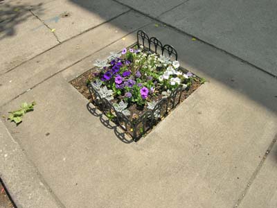 Chicago sidewalk gardens do a lot with a little
